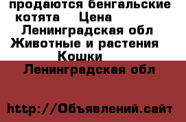 продаются бенгальские котята  › Цена ­ 15 000 - Ленинградская обл. Животные и растения » Кошки   . Ленинградская обл.